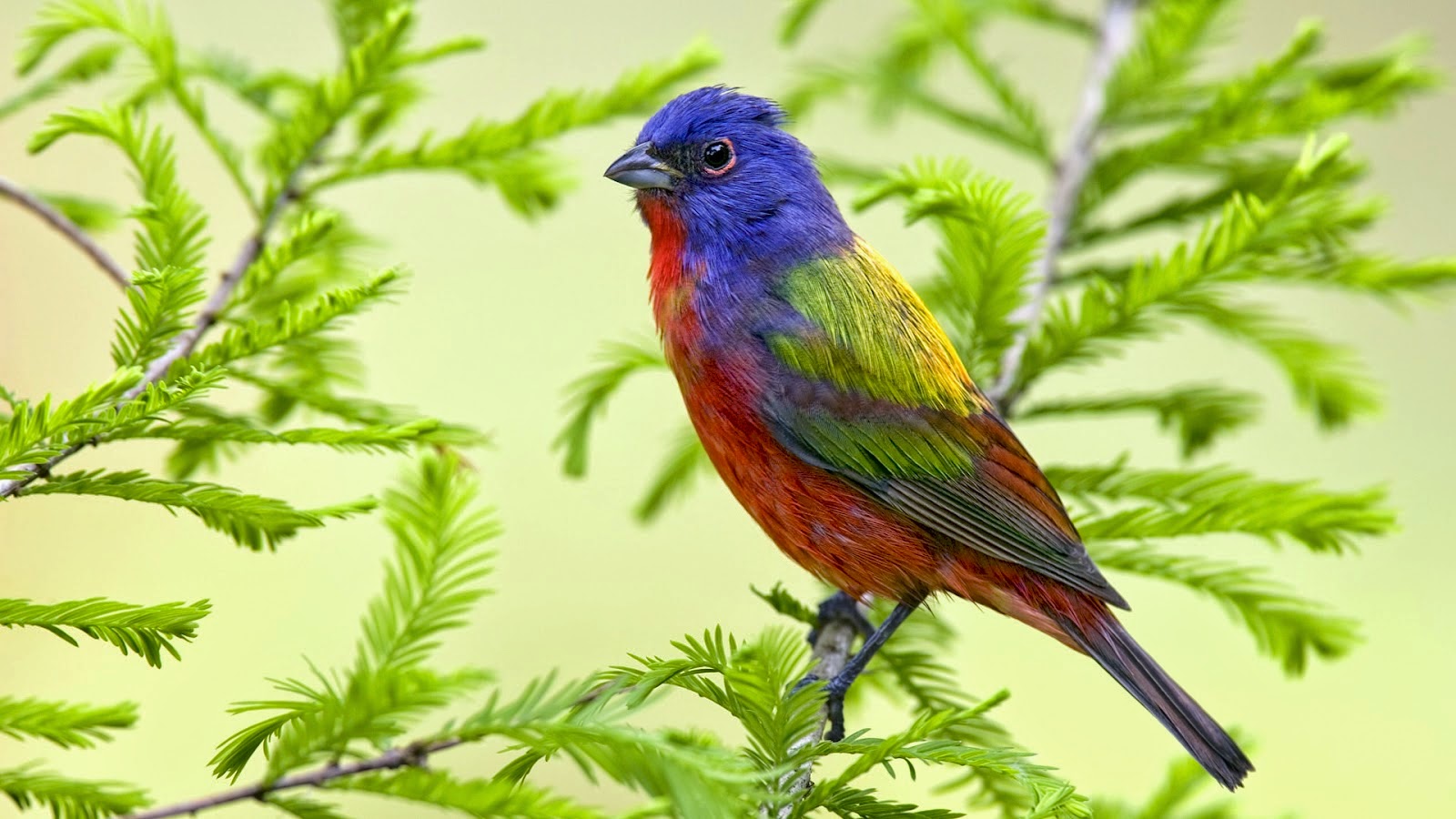 Oiseaux multicolores – Multicolored birds | Médée en furie – Medea Furious